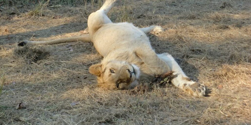 Zimbabwe - Lion Conservation in Victoria Falls12