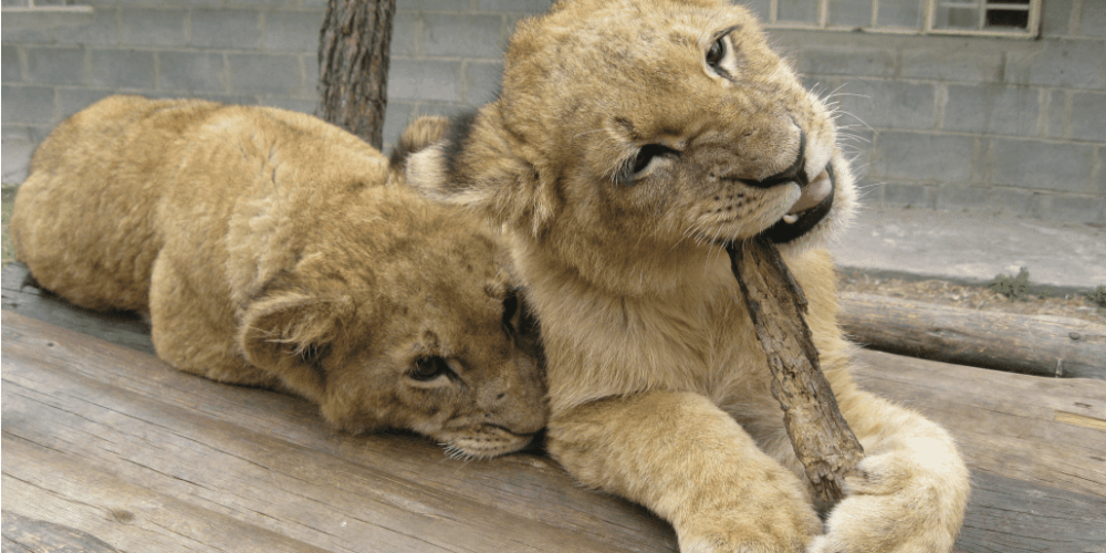 Zimbabwe - Lion Conservation in Victoria Falls18