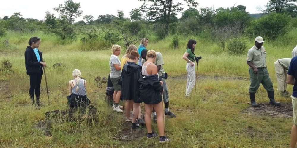 Zimbabwe - Lion Conservation in Victoria Falls20