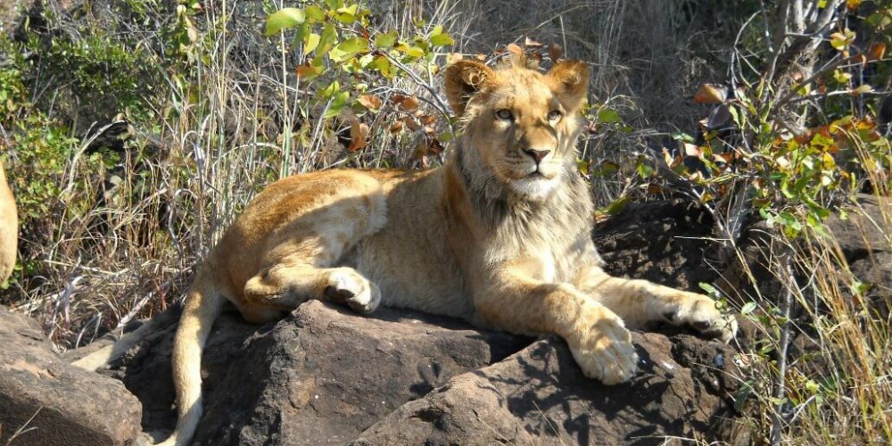 Zimbabwe - Lion Conservation in Victoria Falls21