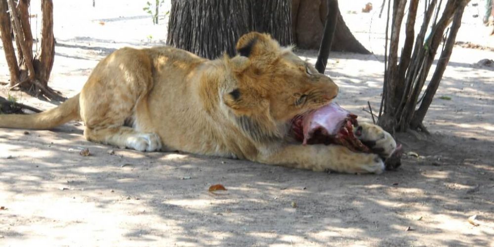 Zimbabwe - Lion Conservation in Victoria Falls22