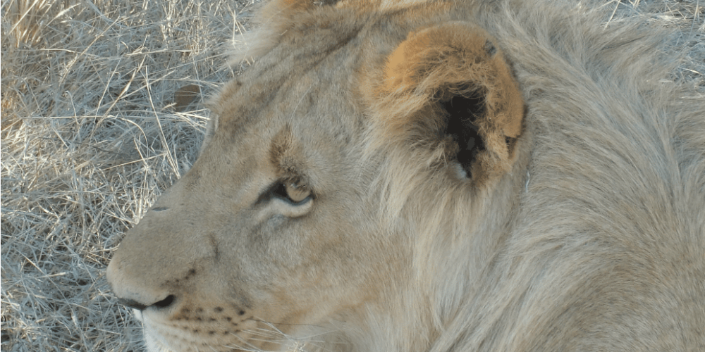 Zimbabwe - Lion Conservation in Victoria Falls25