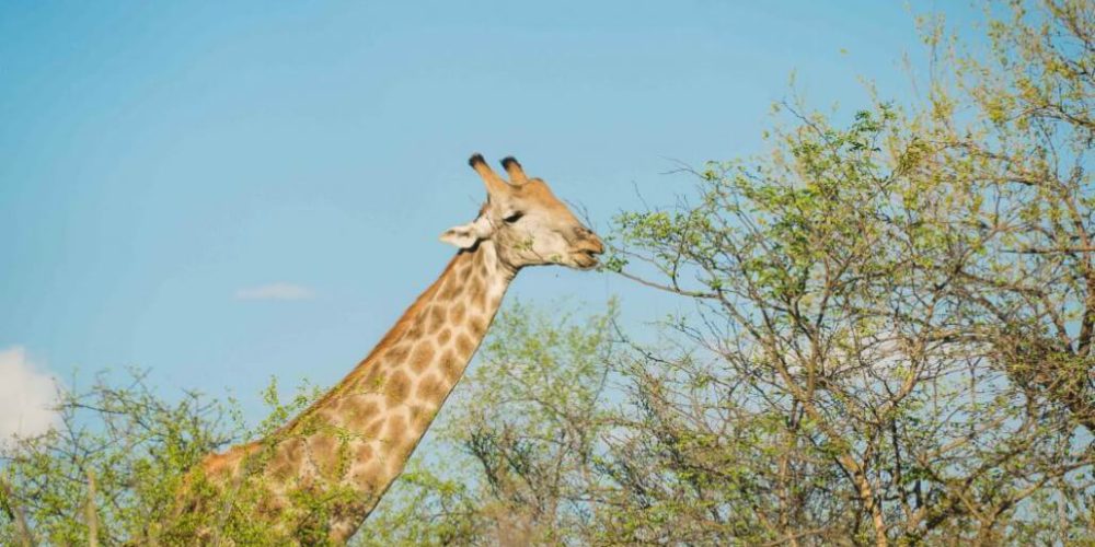 Zimbabwe - Lion Conservation in Victoria Falls30