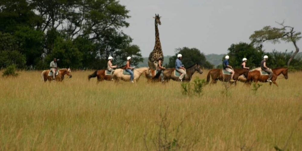 Zimbabwe - Lion Rehabilitation in Antelope Park13