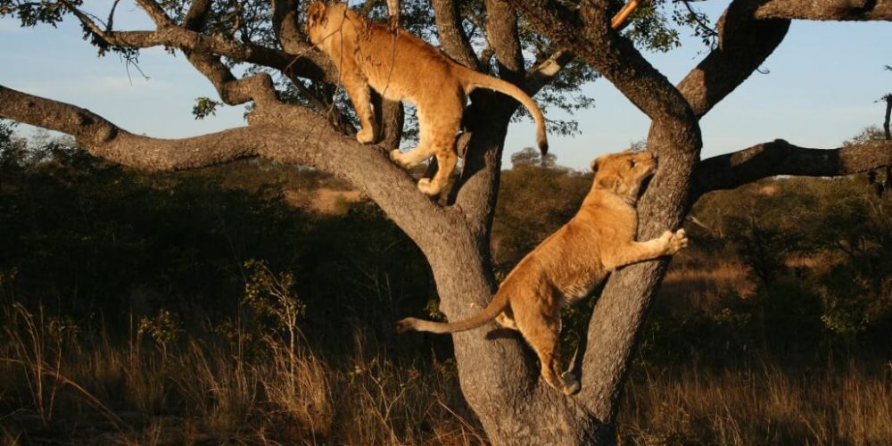 Zimbabwe - Lion Rehabilitation in Antelope Park15