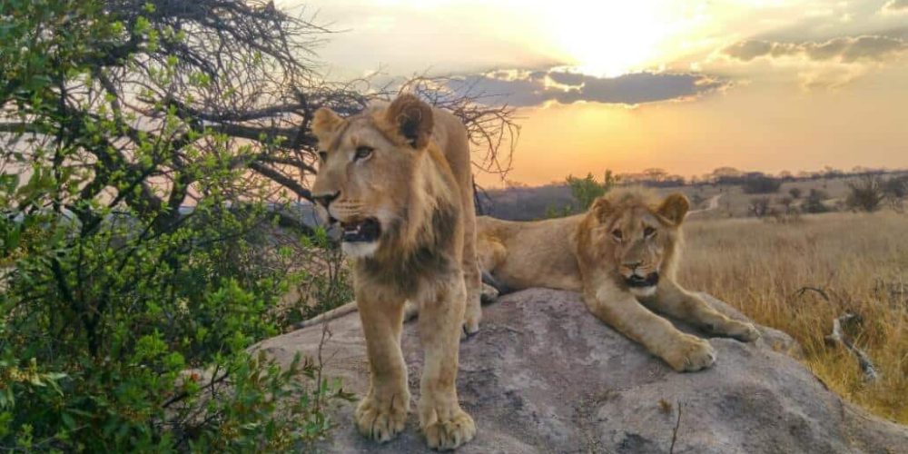 Zimbabwe - Lion Rehabilitation in Antelope Park3