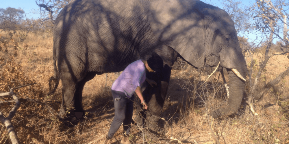 Zimbabwe - Lion Rehabilitation in Antelope Park5