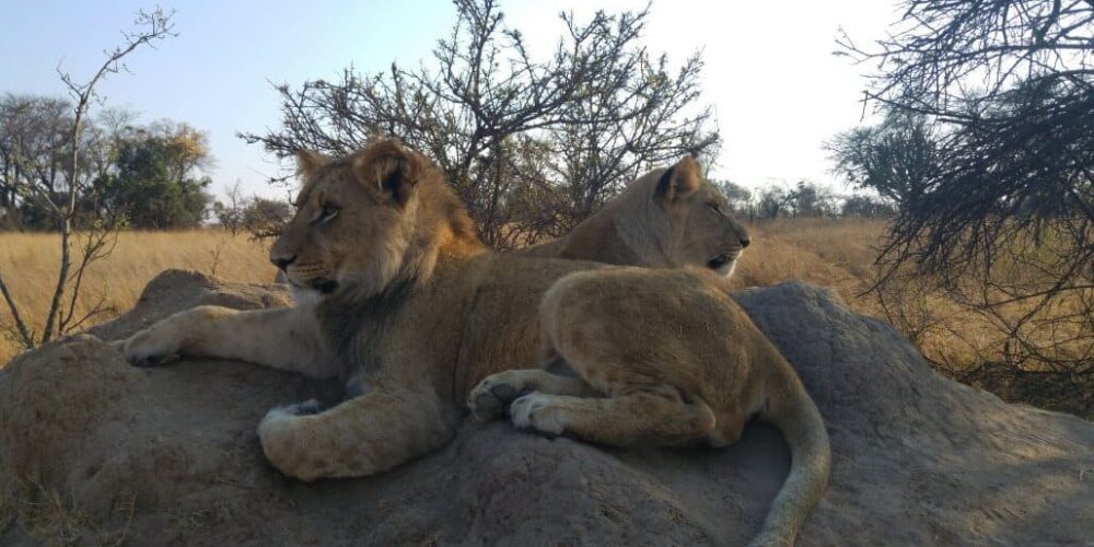 Zimbabwe - Lion Rehabilitation in Antelope Park6