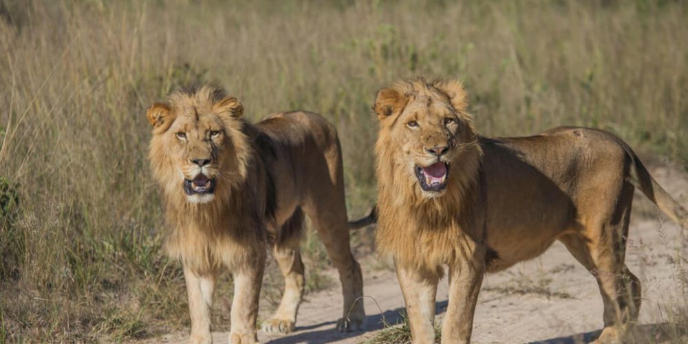 Zimbabwe - Teaching and Lion Rehabilitation in Antelope Park10