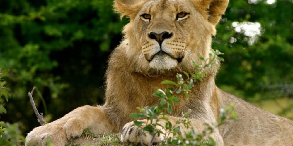 Zimbabwe - Teaching and Lion Rehabilitation in Antelope Park2