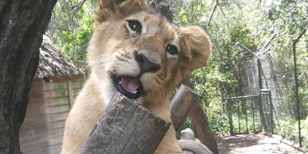 Zimbabwe - Teaching and Lion Rehabilitation in Antelope Park8