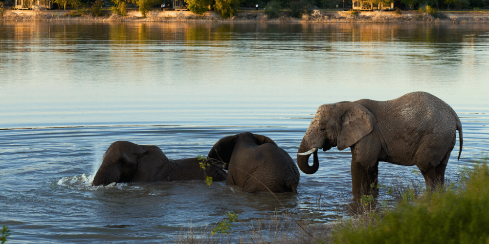 african-wildlife-conservation-private-reserve-1