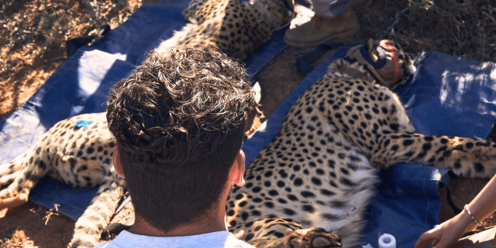 african-wildlife-conservation-private-reserve-13