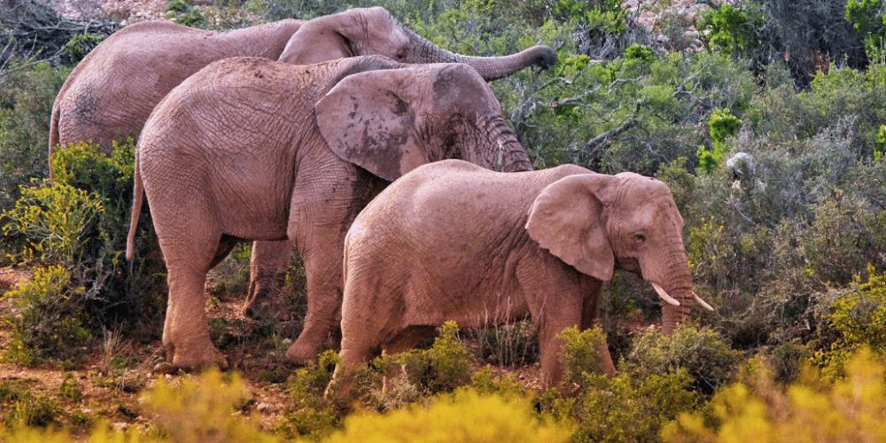 african-wildlife-conservation-private-reserve-18