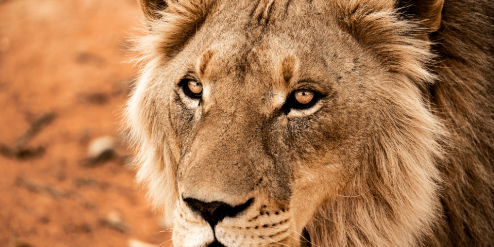 african-wildlife-conservation-private-reserve-19