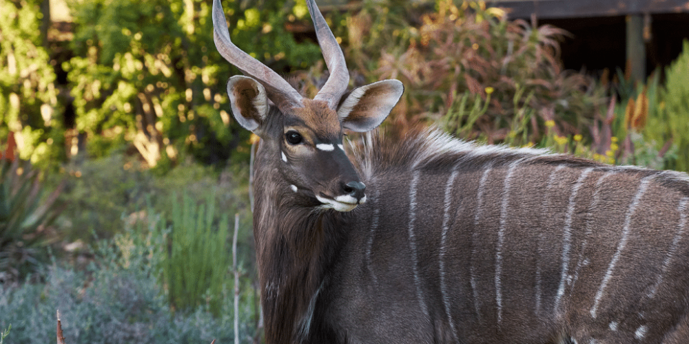 african-wildlife-conservation-private-reserve-2