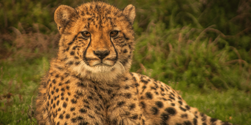 african-wildlife-conservation-private-reserve-20