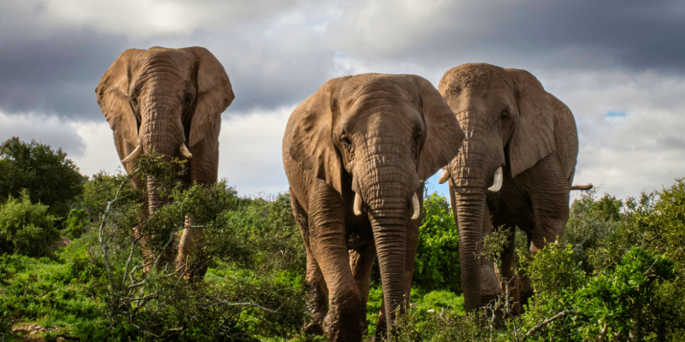 african-wildlife-conservation-private-reserve-21