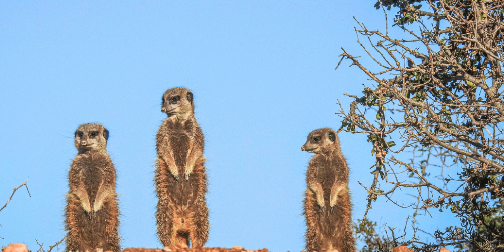 african-wildlife-conservation-private-reserve-22