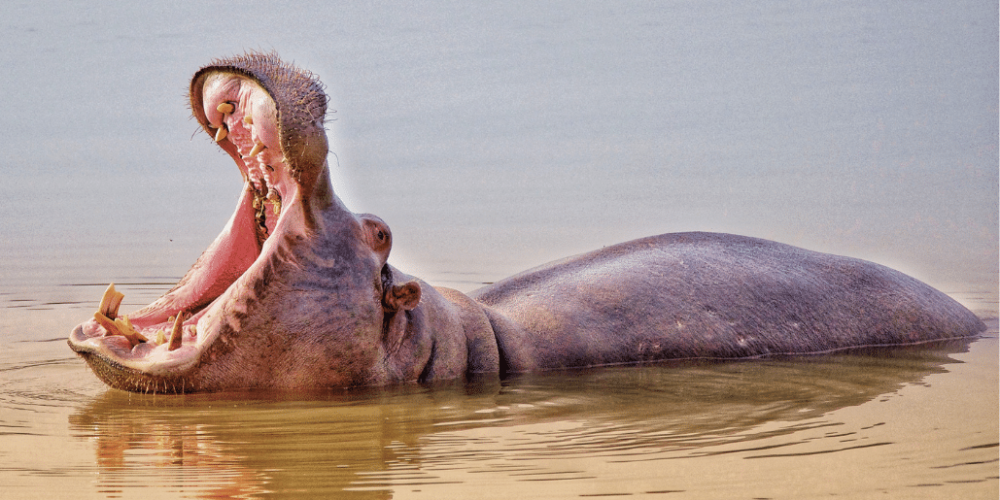 african-wildlife-conservation-private-reserve-27