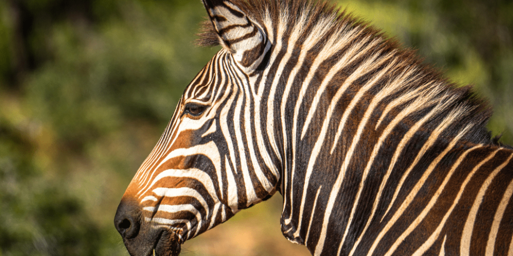 african-wildlife-conservation-private-reserve-28