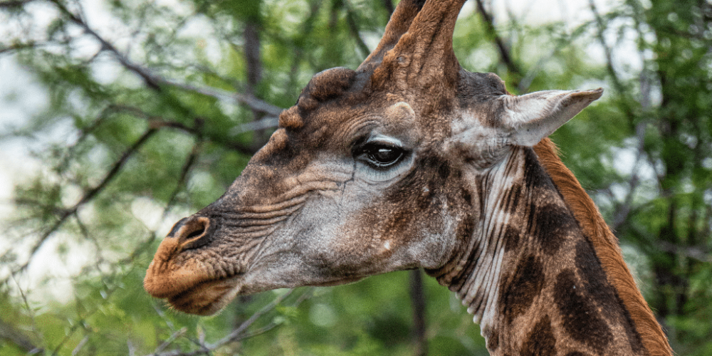 african-wildlife-conservation-private-reserve-30