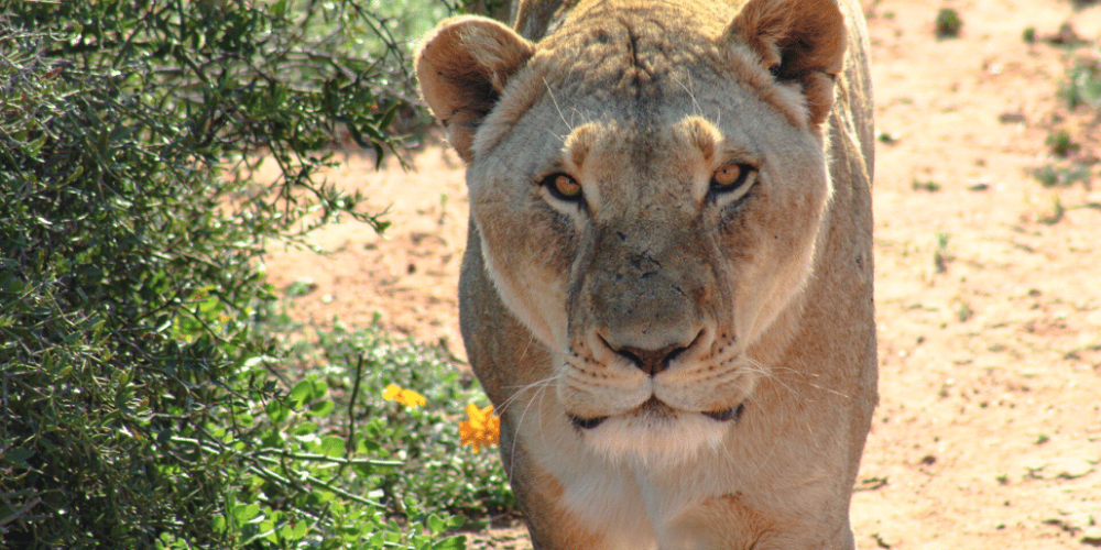 african-wildlife-conservation-private-reserve-32