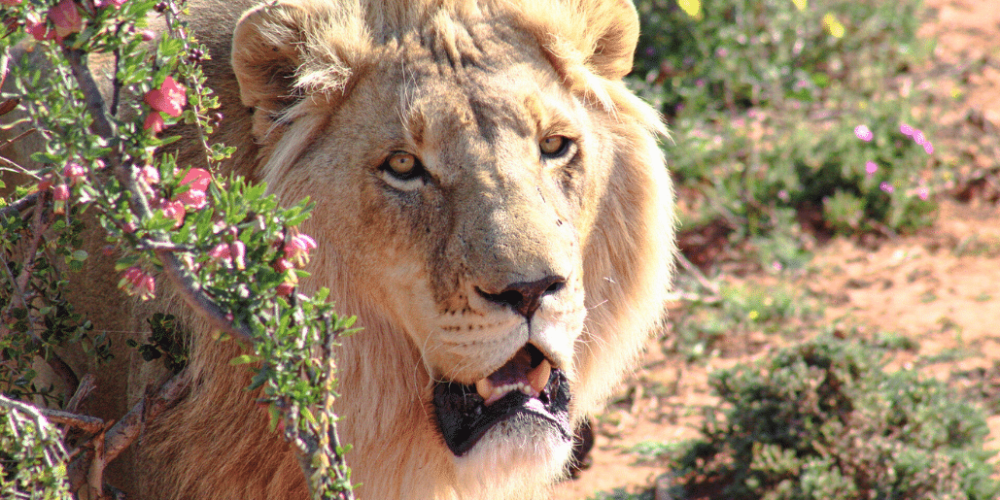 african-wildlife-conservation-private-reserve-33