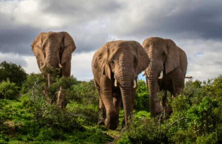 african-wildlife-conservation-private-reserve-main-4