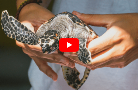 ali-sea-turtle-conservation-program-for-teenagers-main3