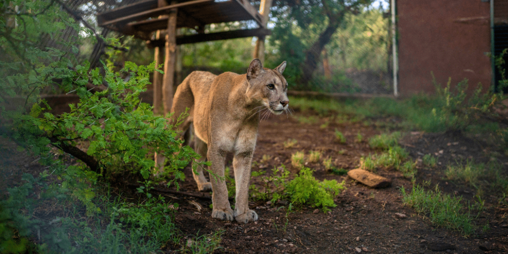 argentina-culture-community-service-eco-adventure-for -teenagers-27