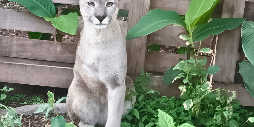 argentina-family-friendly-puma-wildlife-conservation-15