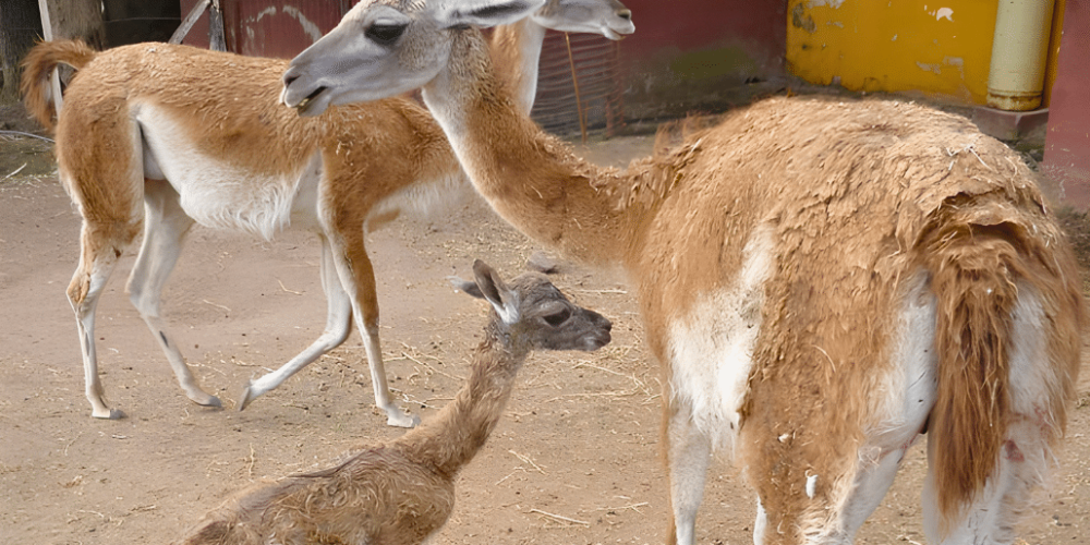 argentina-family-friendly-puma-wildlife-conservation-47