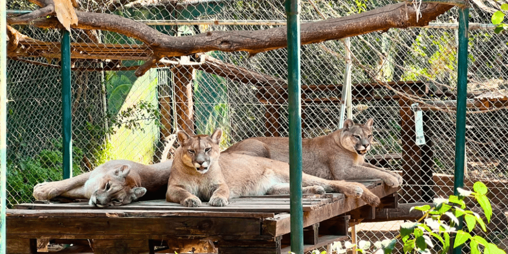 argentina-family-friendly-puma-wildlife-conservation-54