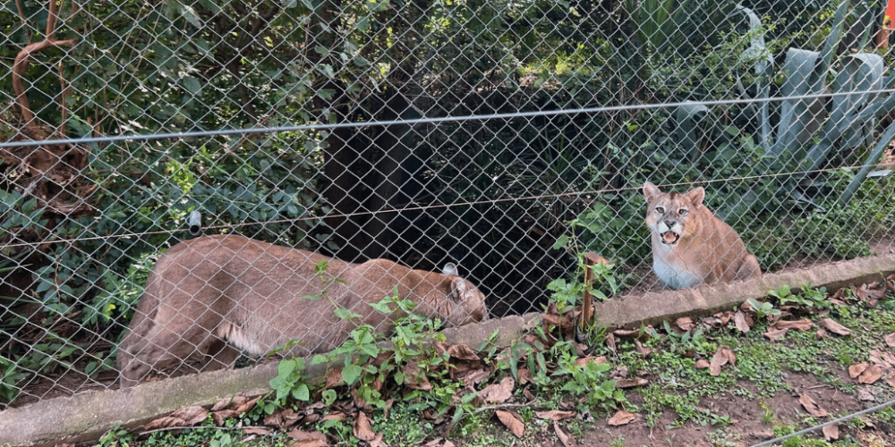 argentina-family-friendly-puma-wildlife-conservation-58