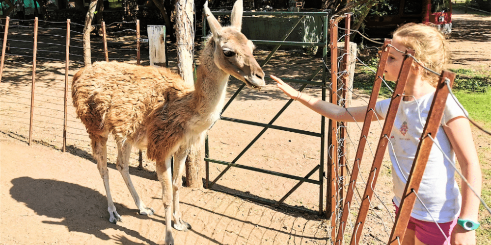 argentina-family-friendly-puma-wildlife-conservation-60