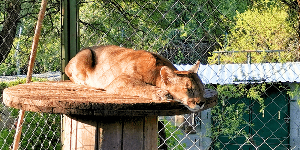 argentina-family-friendly-puma-wildlife-conservation-68
