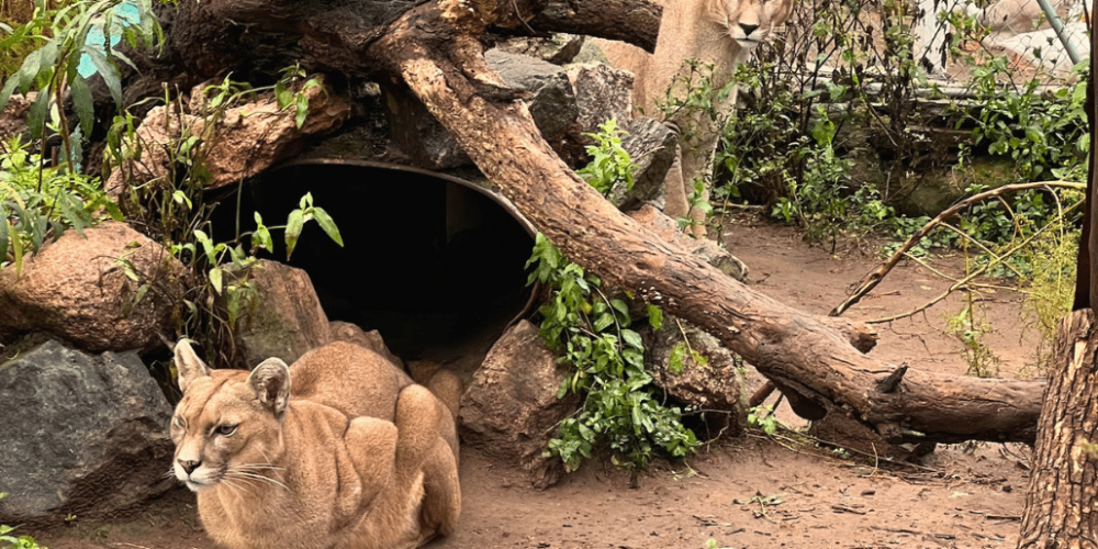 argentina-family-friendly-puma-wildlife-conservation-74