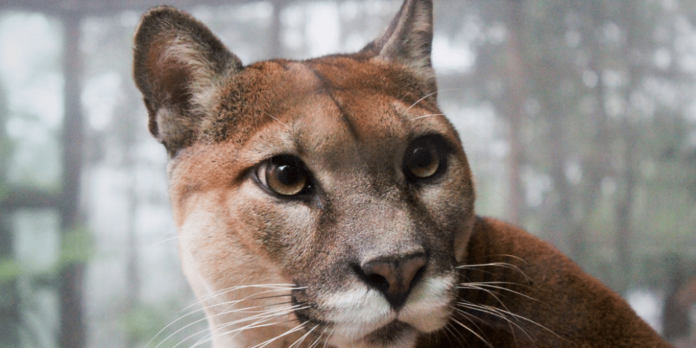 argentina-puma-sanctuary-wildlife-reserve1