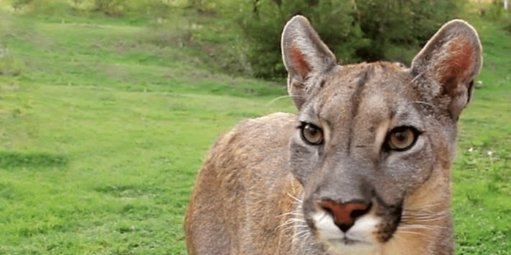 argentina-puma-sanctuary-wildlife-reserve23