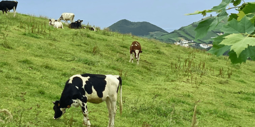 azores-social-impact-eco-adventure-for-teenagers-5