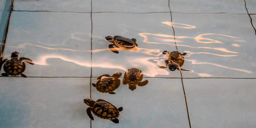 bali-sea-turtle-community-for-teenagers12
