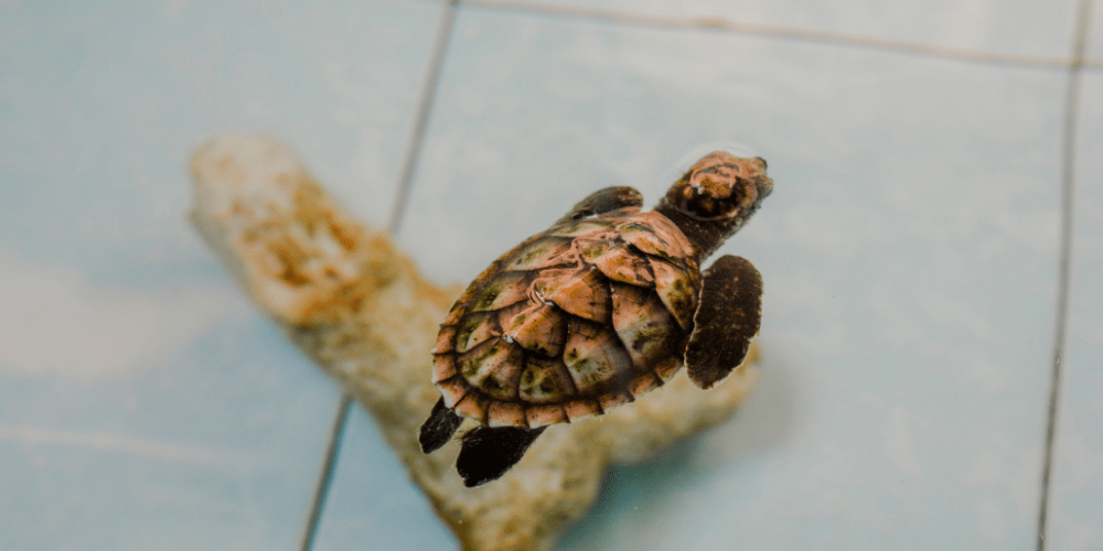 bali-sea-turtle-community-for-teenagers7
