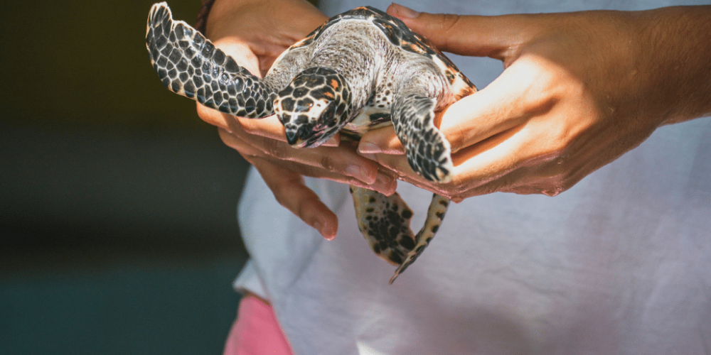 bali-sea-turtle-conservation-program-for-teenagers1