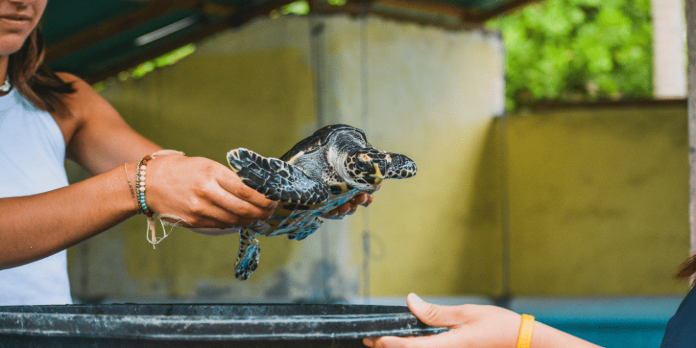 bali-sea-turtle-conservation-program-for-teenagers10