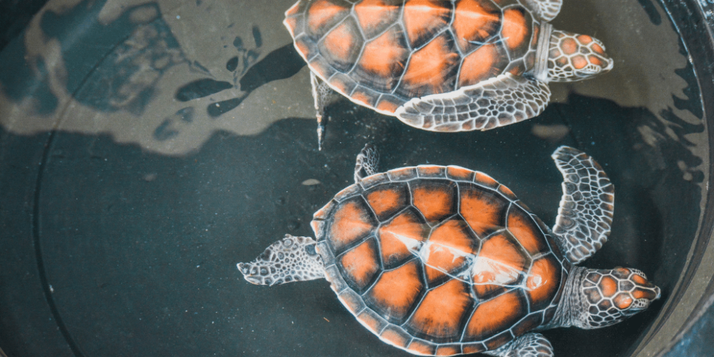 bali-sea-turtle-conservation-program-for-teenagers12