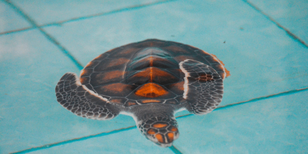 bali-sea-turtle-conservation-program-for-teenagers4