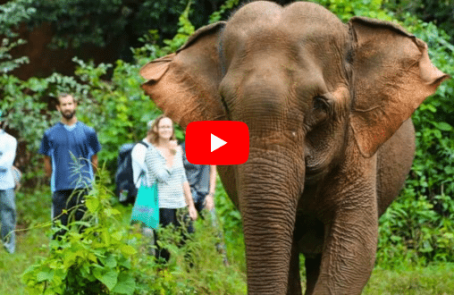 blog-cambodia-elephant-sanctuary-forest-conservation-kathleens-story-main-1