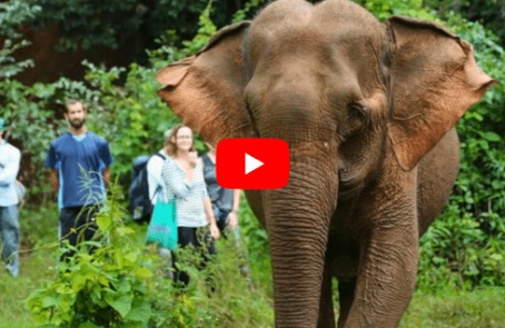 blog-cambodia-elephant-sanctuary-forest-conservation-kathleens-story-main-2
