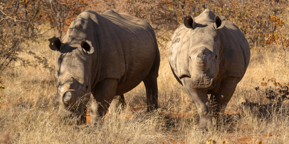 botswana-african-wildlife-conservation-for-mature-adults-1